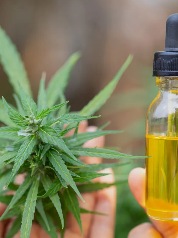 Beneficios del aceite de cáñamo