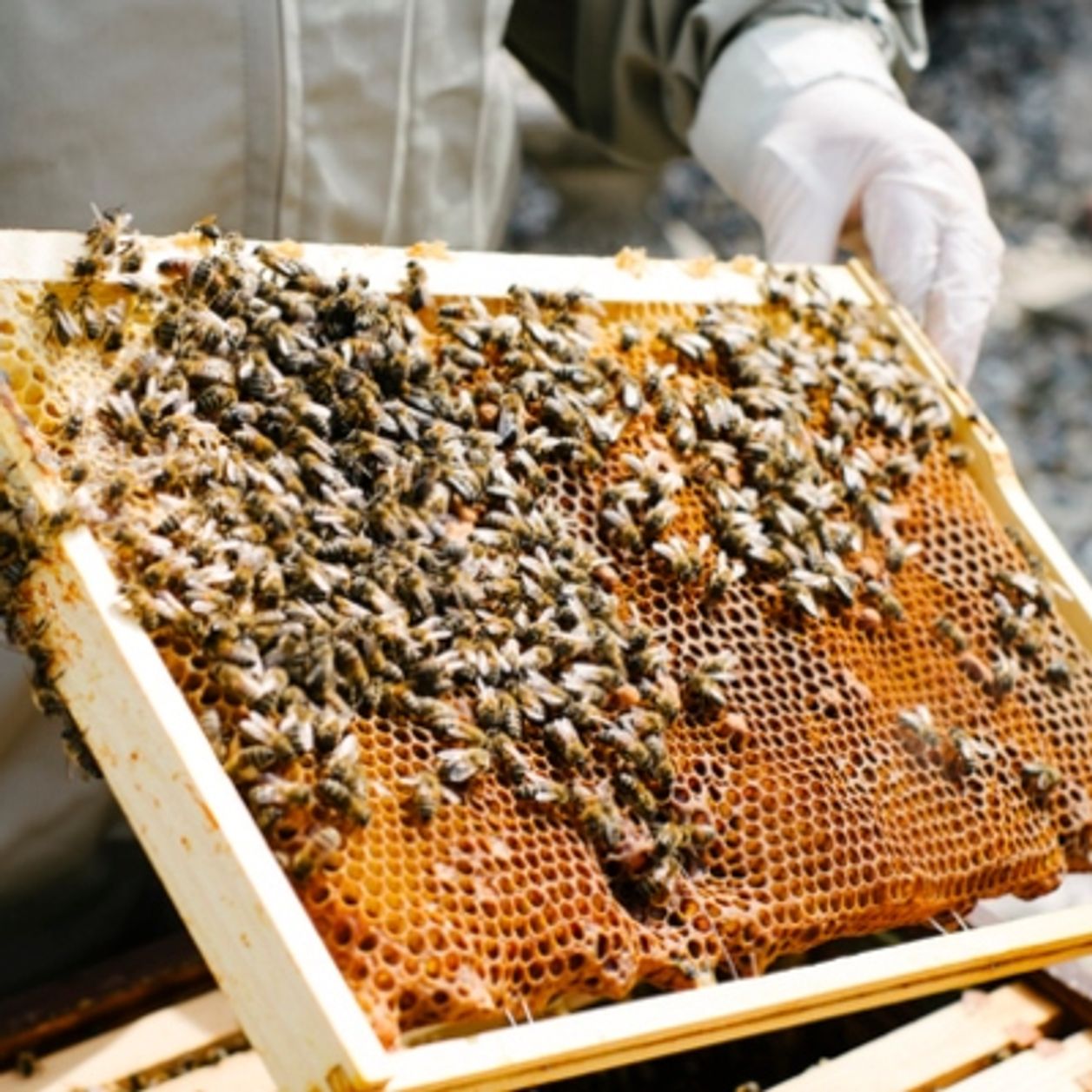 30 000 abeilles retrouvées mortes suite à un acte de vandalisme à Vanves
