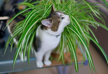Ces 10 plantes toxiques pour votre chat à absolument connaître