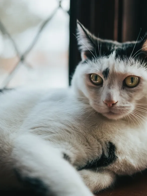 Soñar con ratones y gatos: ¿significado positivo o negativo?