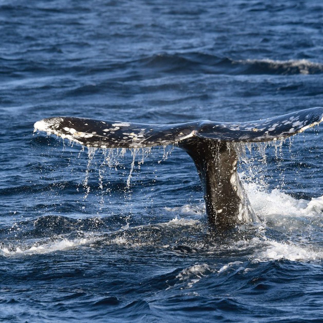 Islande : les pêcheurs ont le droit de chasser des baleines mais aucune n'a été capturée en 2019