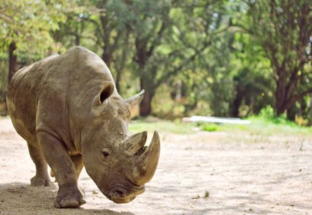 Un rhinocéros meurt de faim et de fatigue dans un zoo français
