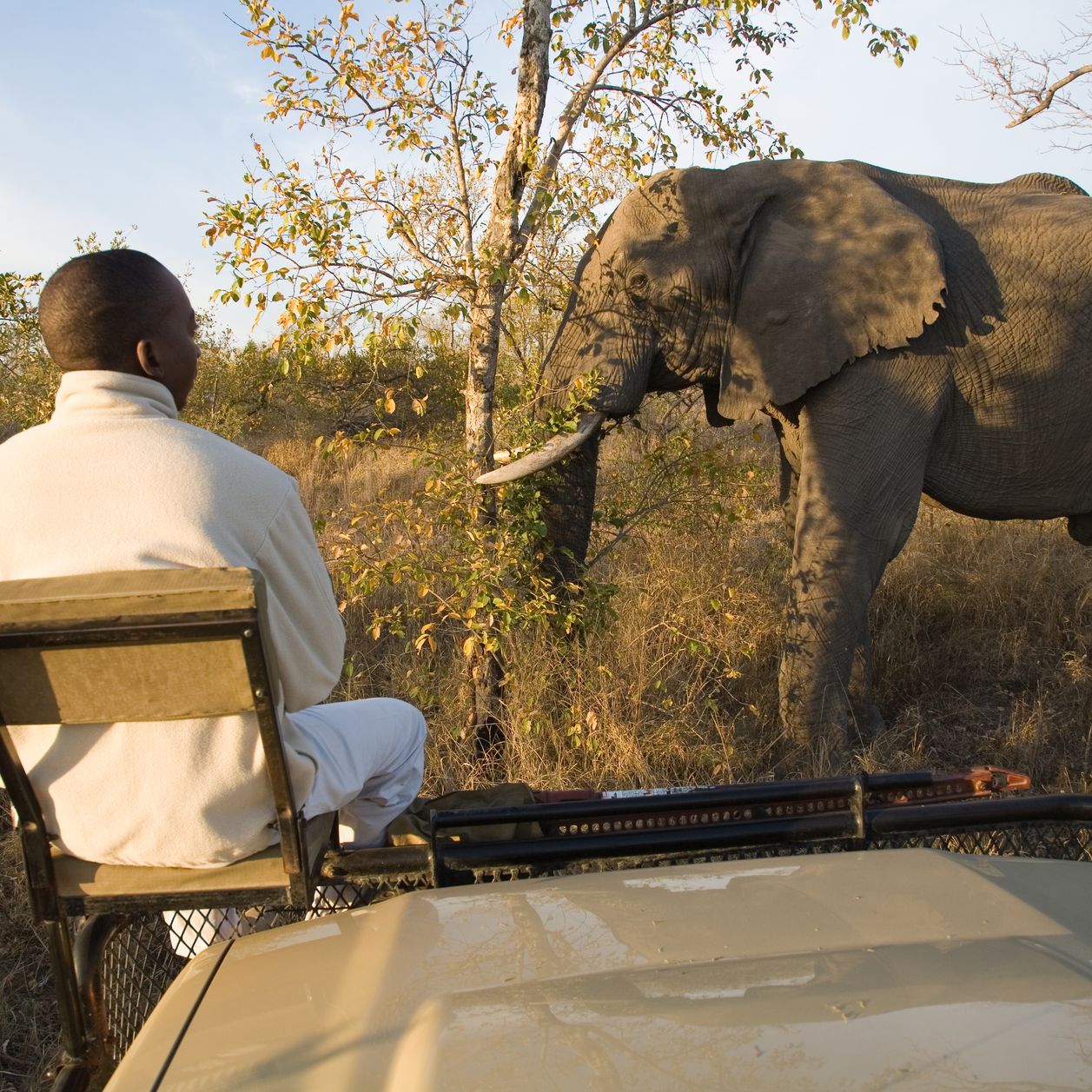 Le Botswana vend aux enchères des permis de chasse pour tuer les éléphants