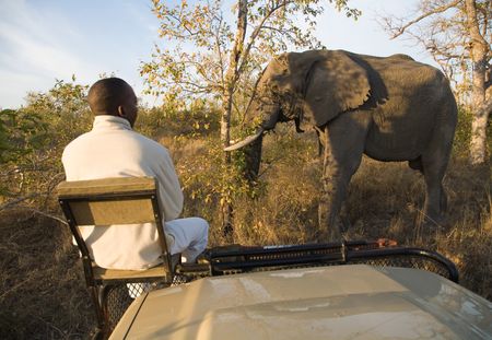 Le Botswana vend aux enchères des permis de chasse pour tuer les éléphants