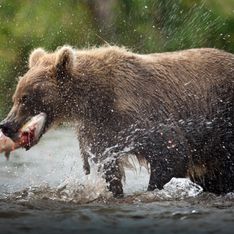 Une association vous propose de baptiser des saumons au nom de votre ex pour nourrir des ours