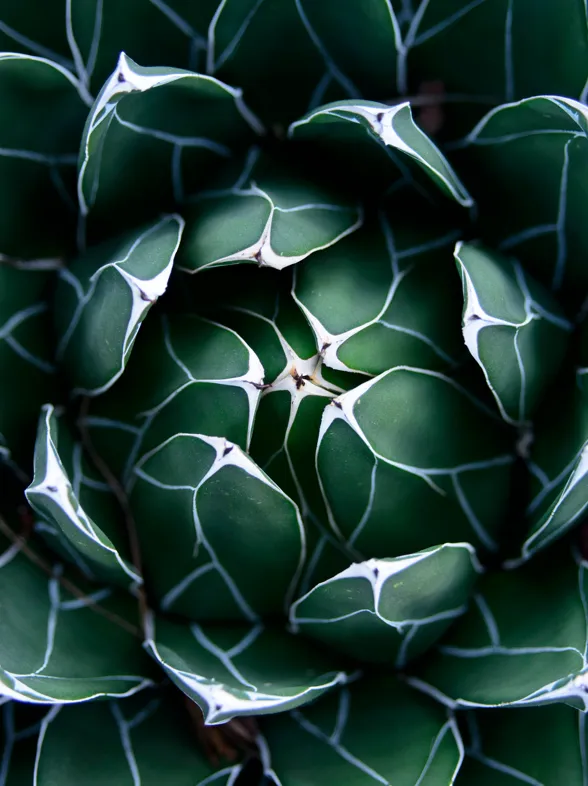 ¿Es el sirope de agave un buen sustituto del azúcar?