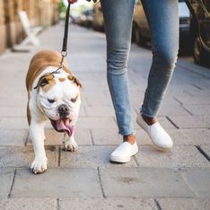 Comment promener son chien sans prendre de risque face au Covid-19 ?