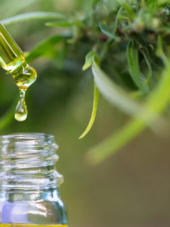 ¿Puede el cannabidiol ayudarnos a contrarrestar el estrés?