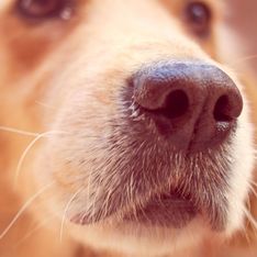 Des chiens capables de détecter les personnes infectées du Covid-19