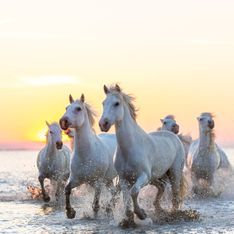 Sognare cavalli: significati e interpretazioni