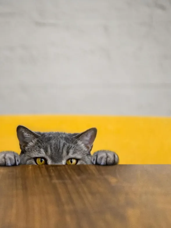 Schon gewusst? Diese 10 Dinge mögen Katzen gar nicht