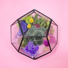 Pflanzen im Glas: Anleitung für ein ewiges Terrarium