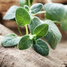 Salvia: proprietà e benefici della pianta toccasana per eccellenza