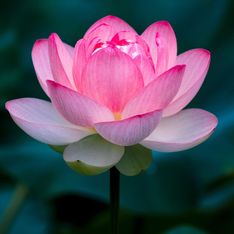 Fiore di loto: simbologia e significato del fiore della rinascita