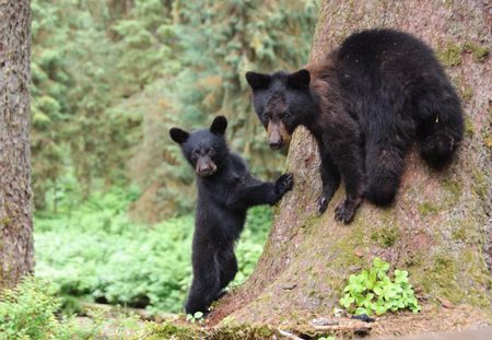 Le gouvernement Trump s'apprête à autoriser la chasse des ours dans leur tanière