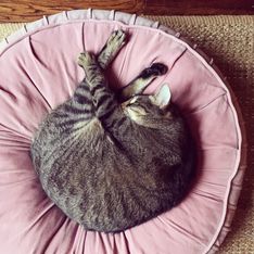 Gestazione gatto: tutto quello che devi sapere sulla gravidanza dei gatti!