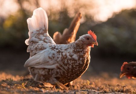 Un éleveur épargne ses 2800 poules de l’abattoir