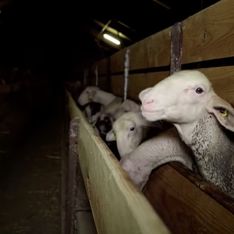 L'association L214 dénonce le sort des agneaux et réclame la fermeture d'un abattoir