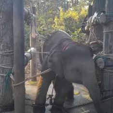 Une vidéo scandaleuse relance le débat autour des éléphants à touristes en Thaïlande