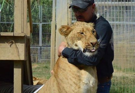 Des lions sont infectés d'asticots et de mouches dans le zoo de Tiger King