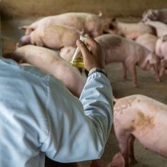 Faut-il s’inquiéter d'un virus de grippe porcine qui se profile en Chine ?