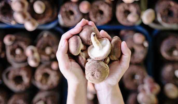 Funghi In Gravidanza Si Possono Mangiare