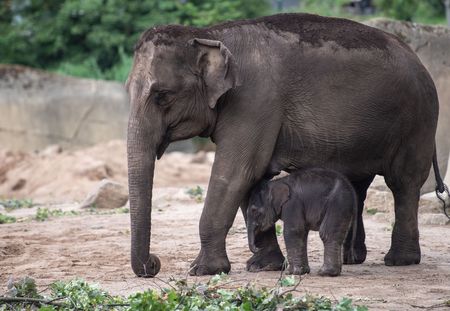 Récemment, au moins 275 éléphants sont morts mystérieusement au Botswana