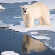 Ours polaires : Leur disparition est pour bientôt et c'est très inquiétant