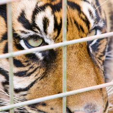 Fort Boyard : Les tigres sont-ils drogués ? Le dresseur de l'émission répond