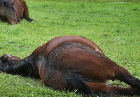 Pourquoi voit-on de nombreuses affaires de chevaux mutilés ?