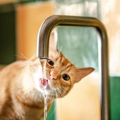 Kein Durst? Ab wann wird's für Katzen gefährlich?