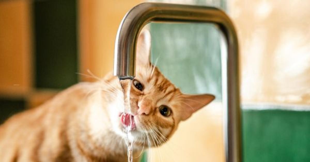 Katze trinkt nicht Ab wann wird
