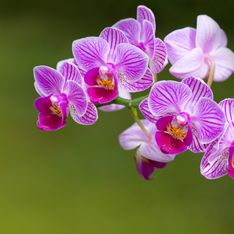 Orchidea: il significato del fiore simbolo dell'eleganza