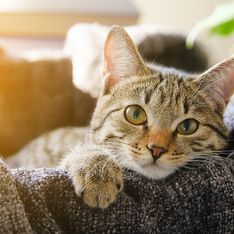 Étude : votre chat peut attraper le coronavirus