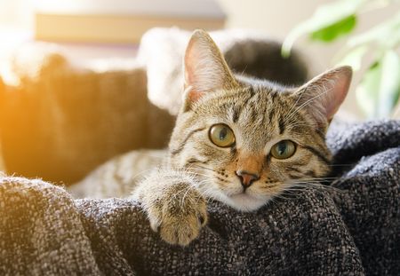 Étude : votre chat peut attraper le coronavirus