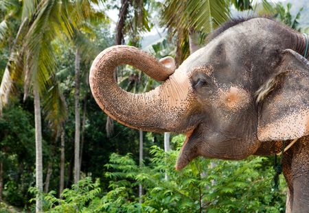 Kaavan, l'éléphant le plus solitaire au monde, sauvé du zoo où il était maltraité