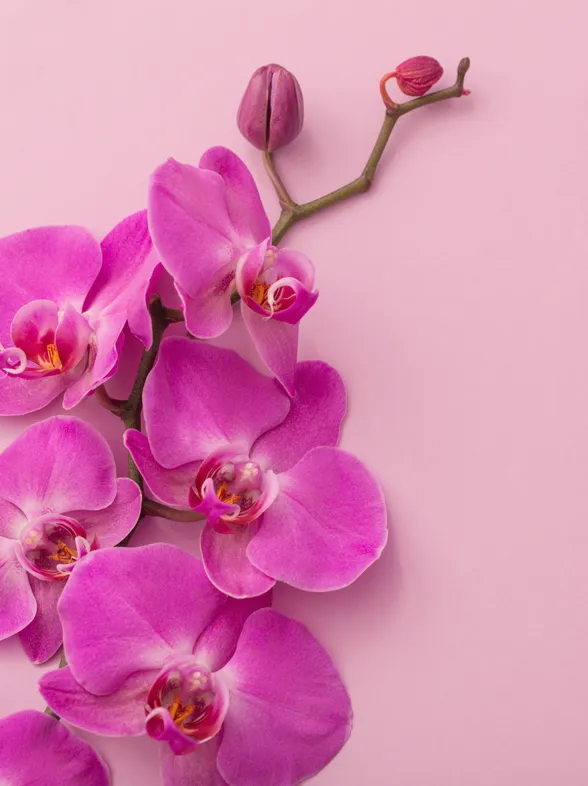 17. Hochzeitstag: Ausgefallene Ideen zur Orchideenhochzeit