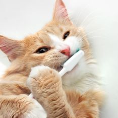 Zahnpflege bei Katzen: Die besten Tipps für gesunde Zähne