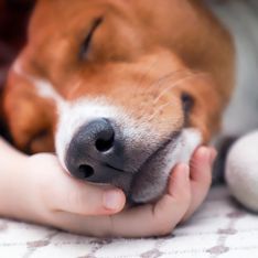 Pet therapy: che cos'è e quali sono i benefici della terapia con gli animali