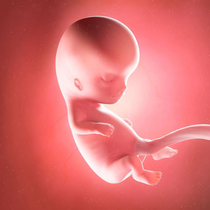 Posizioni Per Rimanere Incinta Utero Retroverso