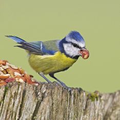 Vögel füttern: Das sind die 7 größten Fehler