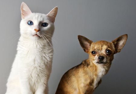 Coronavirus : chiens et chats pourront être testés en Corée du Sud