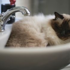 Cistite gatto: un problema delle vie urinarie doloroso per il tuo micio
