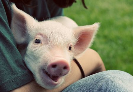 Et si le meilleur animal de compagnie était... le cochon ?