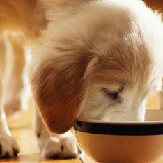 Dieta casalinga cane: cosa è meglio far mangiare al proprio amico a quattro zampe?