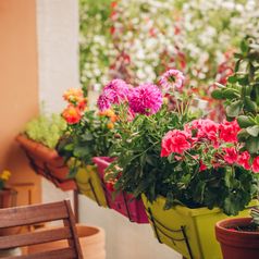 Balkonblumen: Die schönsten Pflanzen für Terrasse und Balkon