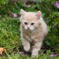 Piante velenose per gatti: quali sono le piante di casa non gradite al nostro micio e in che quantità