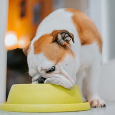 Cos'è la dieta BARF per il cane? Pro e contro di questa alimentazione