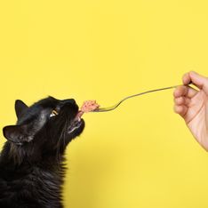 Getreidefreies Katzenfutter: Wie schädlich ist Getreide für Katzen?