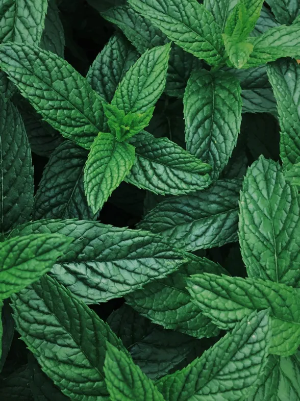 Pfefferminztee: So nutzt du ihn für deine Gesundheit